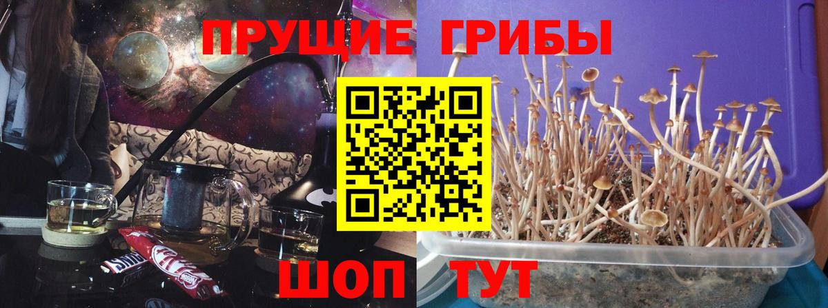 Галлюциногенные грибы Psilocybe Коммунар